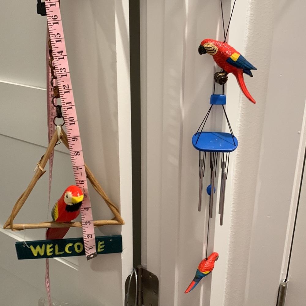 Parrots 🦜 - Picture 7 of 11